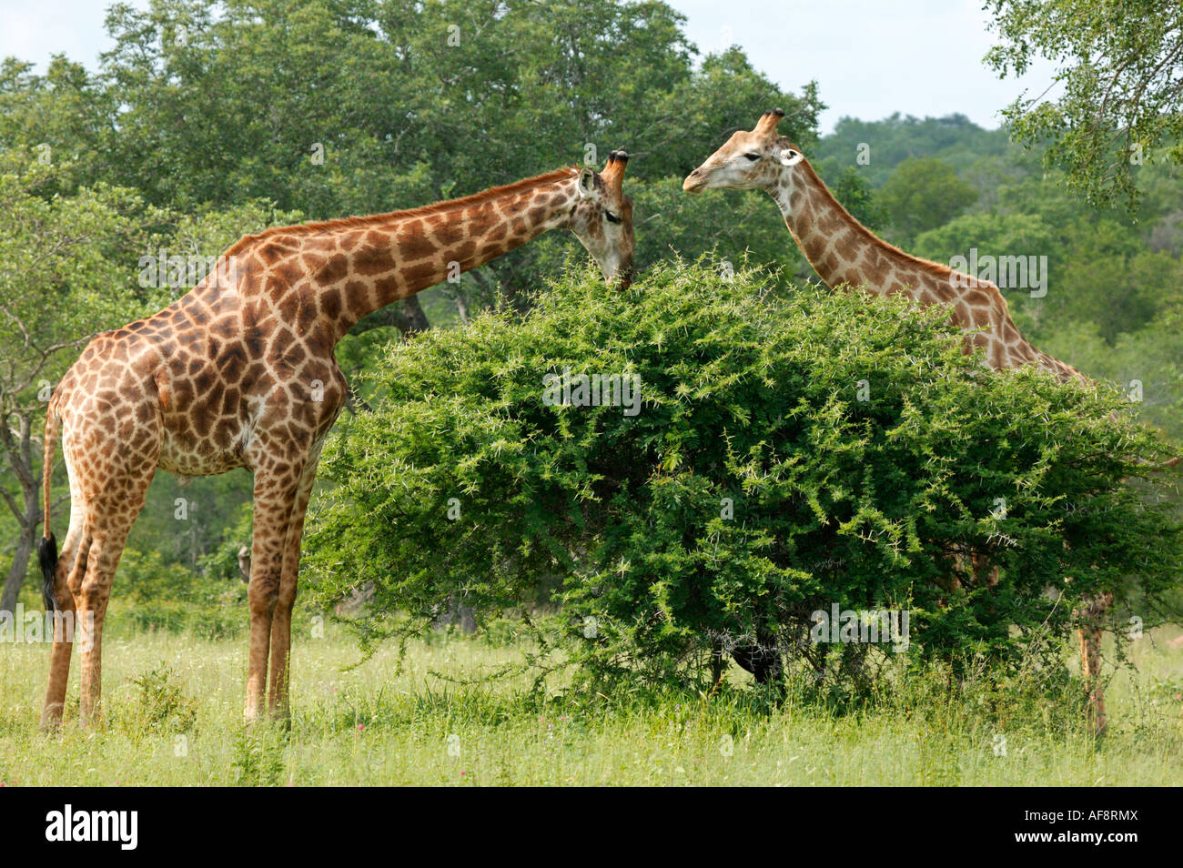 Two giraffes feed on an Acacia bush Sabi Sand Game Reserve, Mpumalanga; South Africa Stock Photo