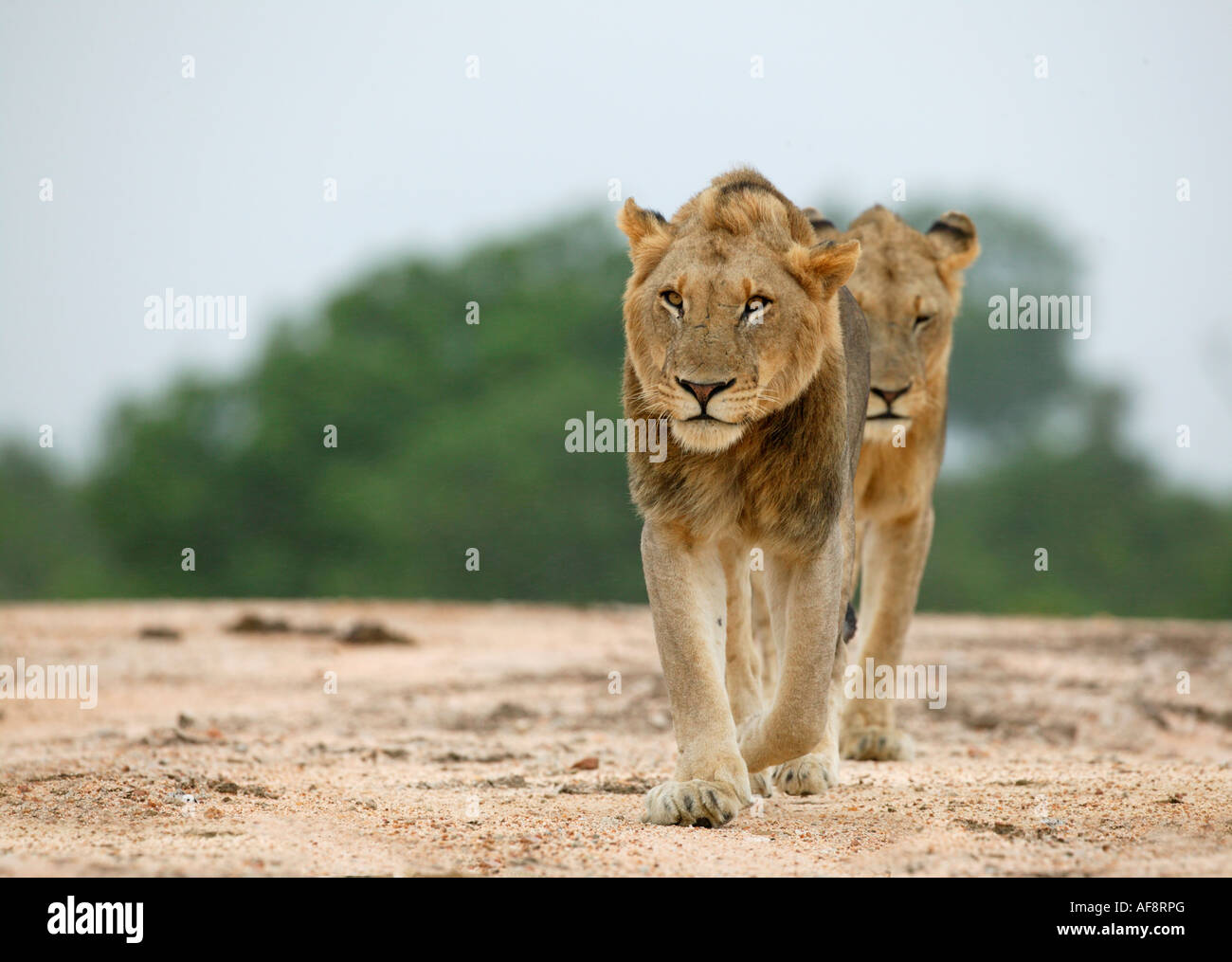 Two lions walking towards the camera Sabi Sand Game Reserve, Mpumalanga; South Africa Stock Photo