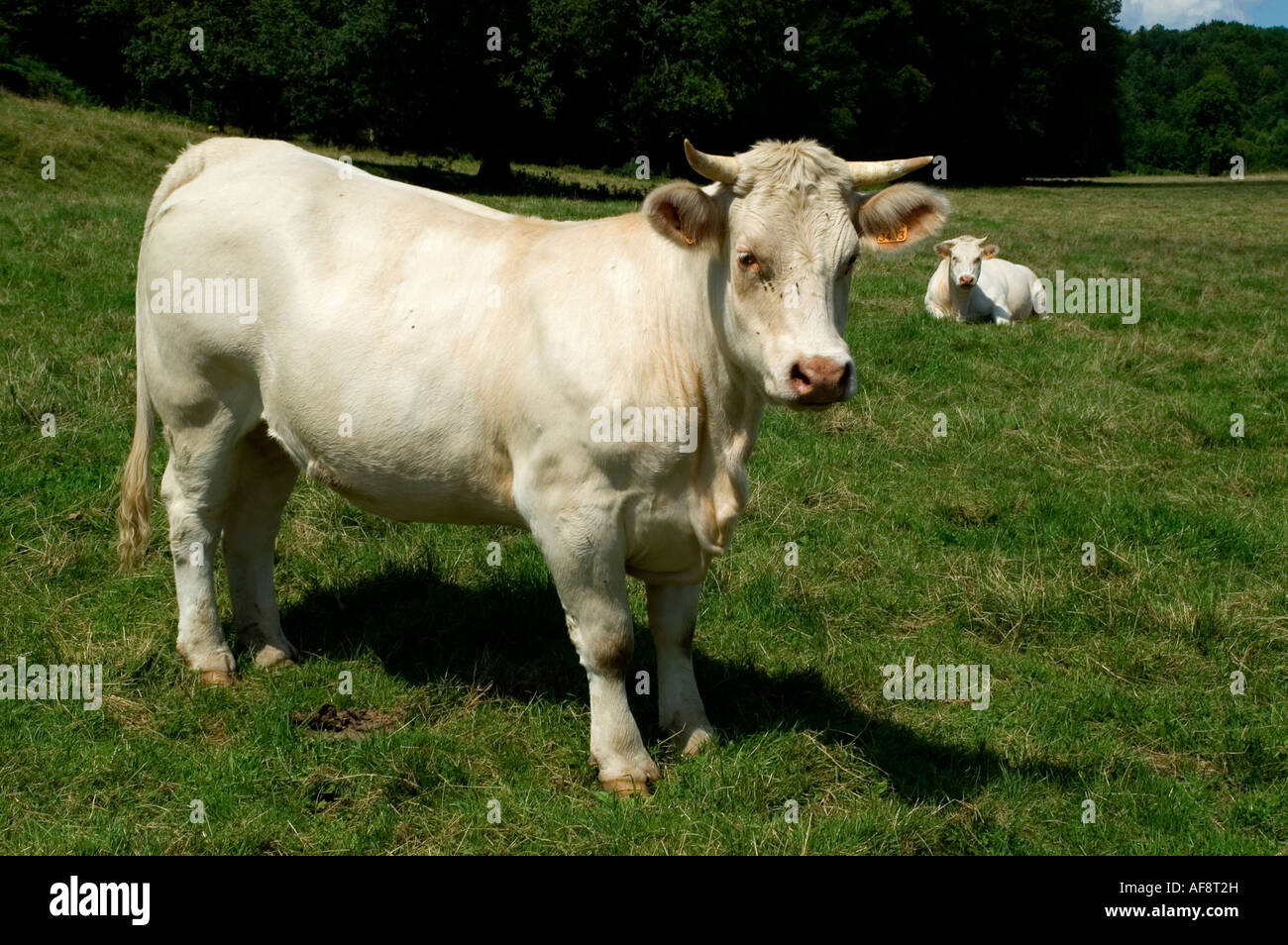 Farm cattle cows cow White Charollais France French Stock Photo Alamy