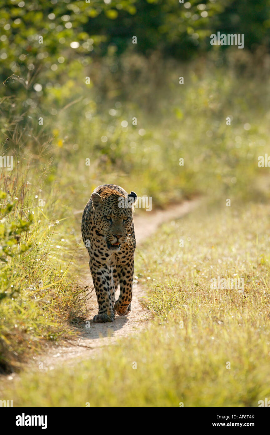 Male leopard (Panthera pardus) walking down a game path towards the