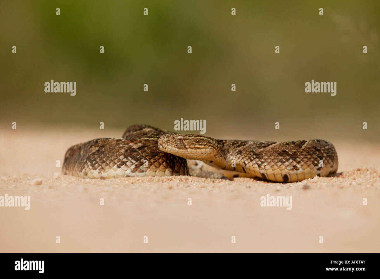 A large puff adder (venomous) lying on open ground with head raised