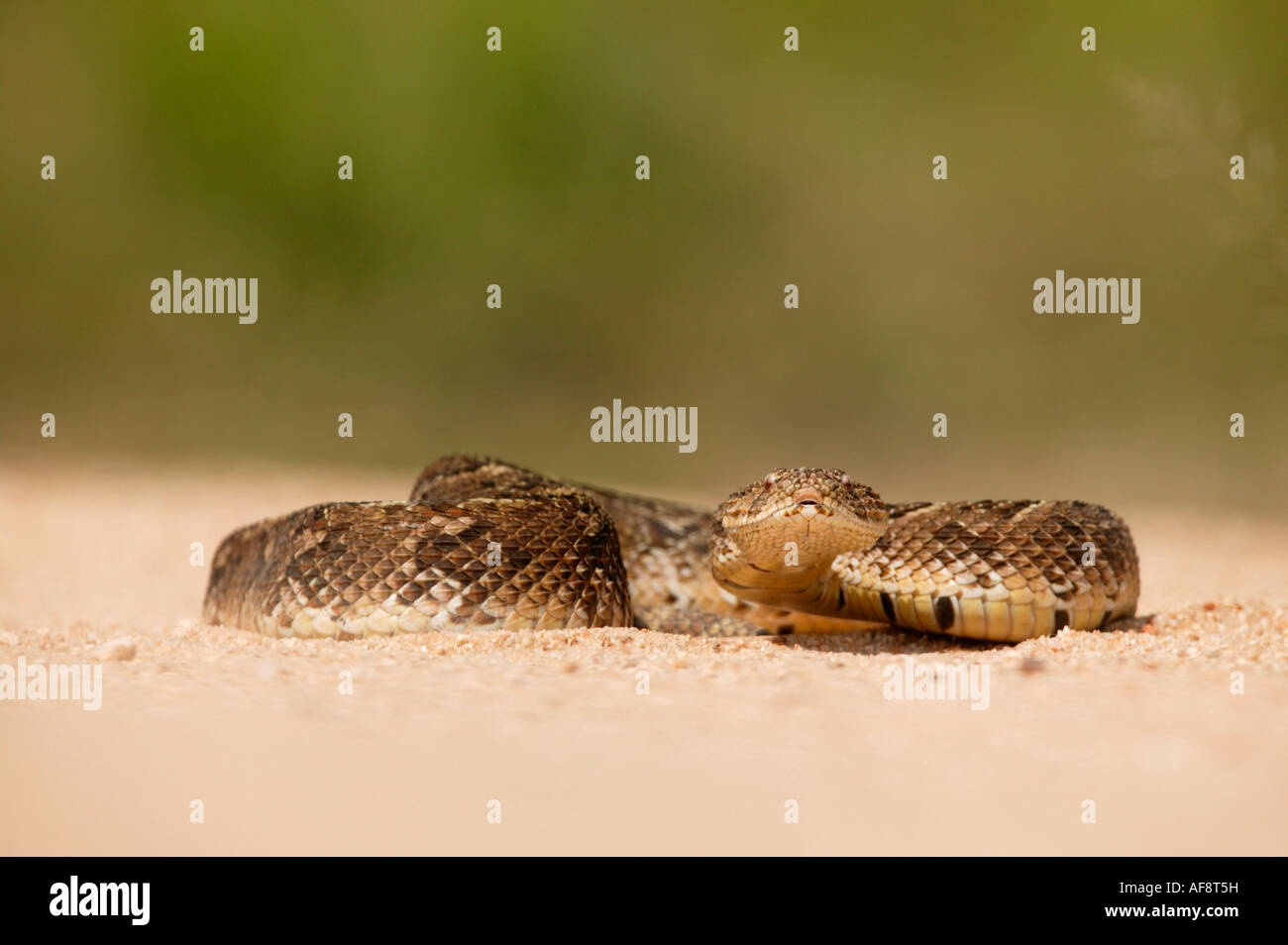 A Venomous Puff Adder Hi res Stock Photography And Images Alamy