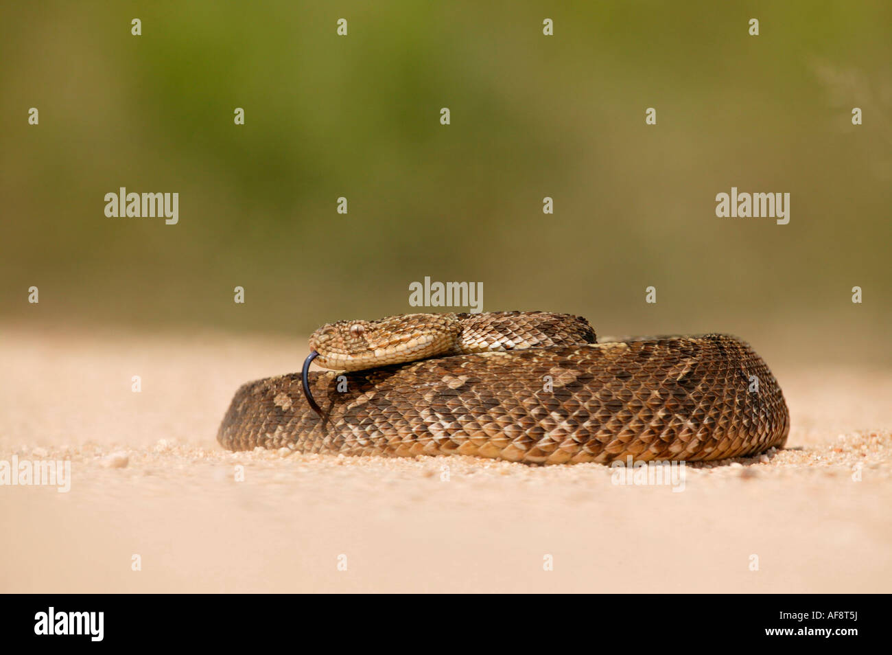 A Venomous Puff Adder Hi res Stock Photography And Images Alamy
