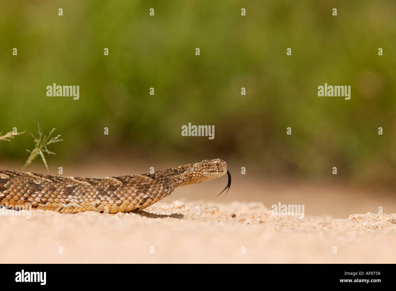 A Venomous Puff Adder Hi res Stock Photography And Images Alamy