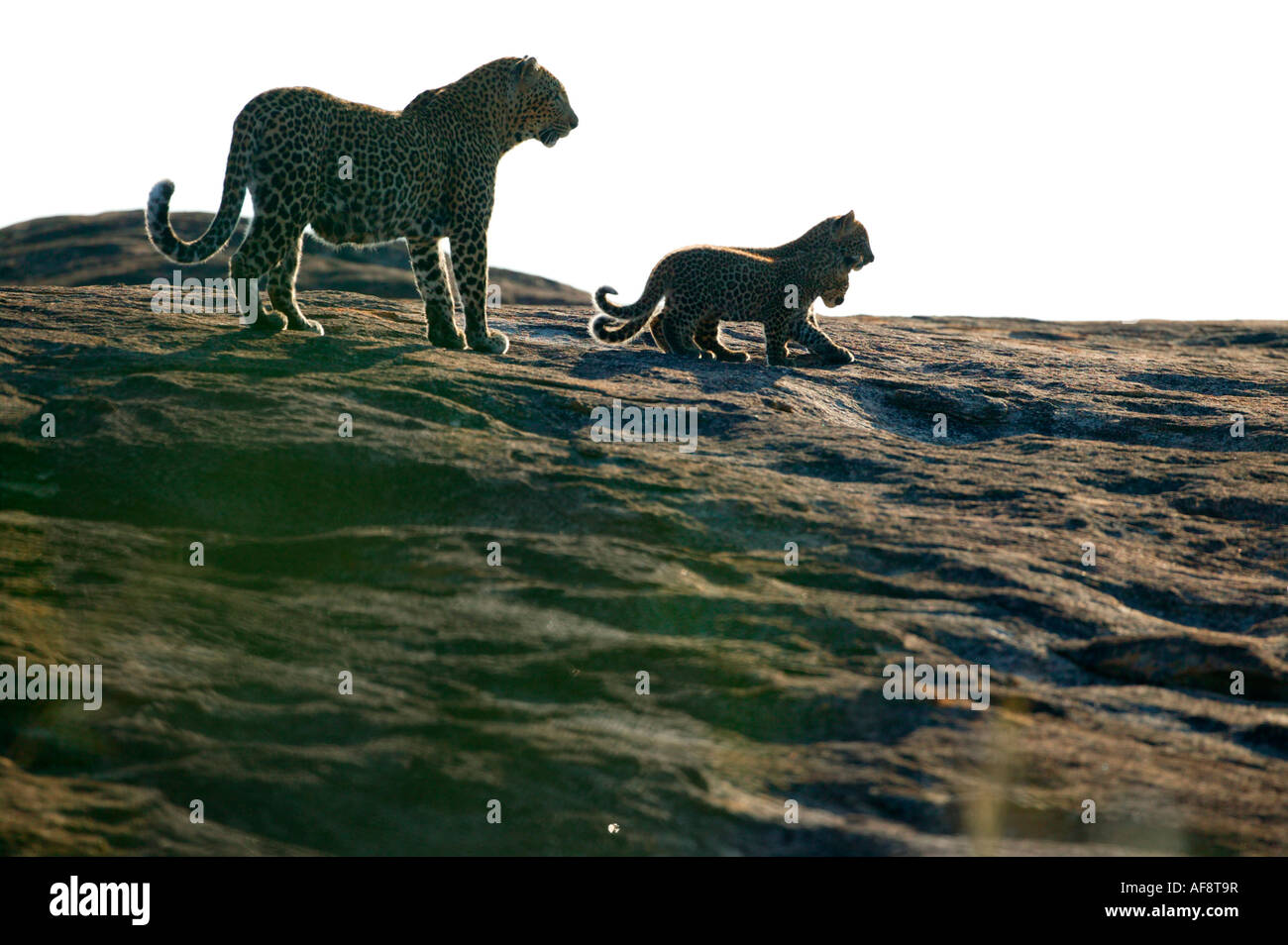 R Leopard Leopard (Panthera pardus) with two cubs on an open granite boulder Sabi ...
