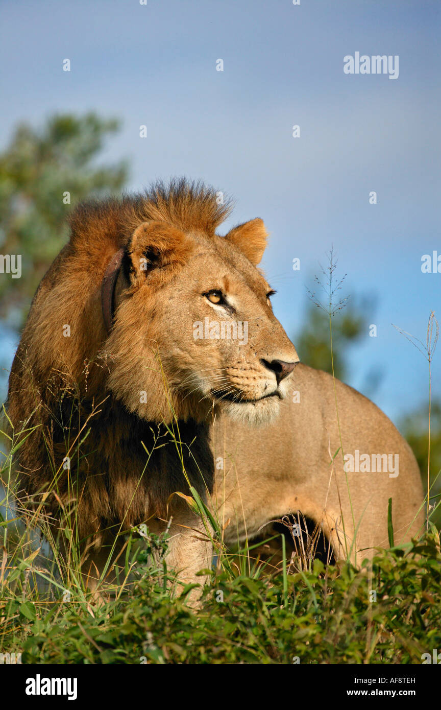 Male lion wearing a radio collar standing on a grassed termite mound (Panthera leo) ; South Africa Stock Photo