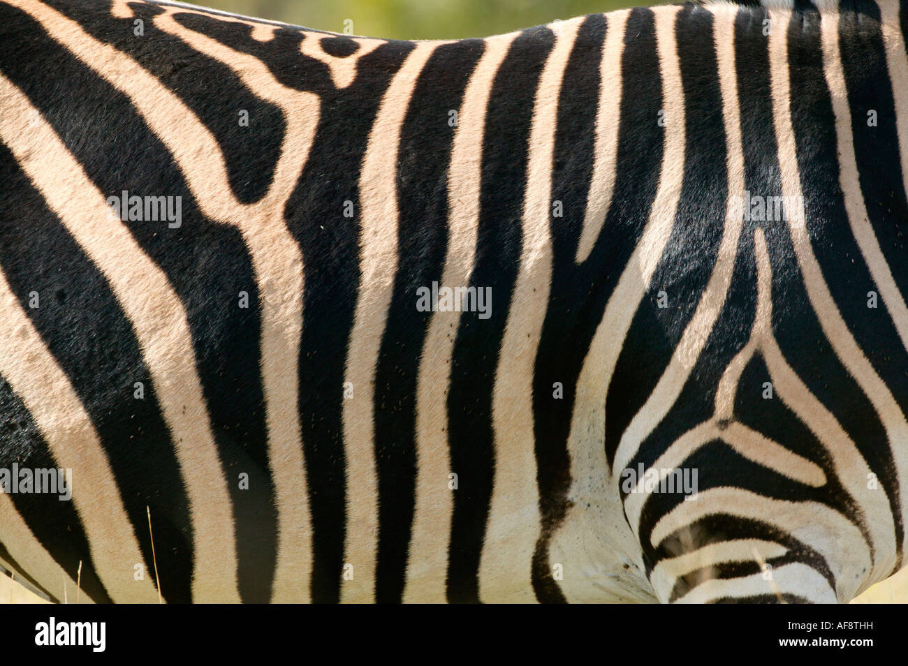 Stripe pattern on the flank of a Burchells zebra (Equus burchelli) Sabi Sand Game Reserve, Mpumalanga; South Africa Stock Photo