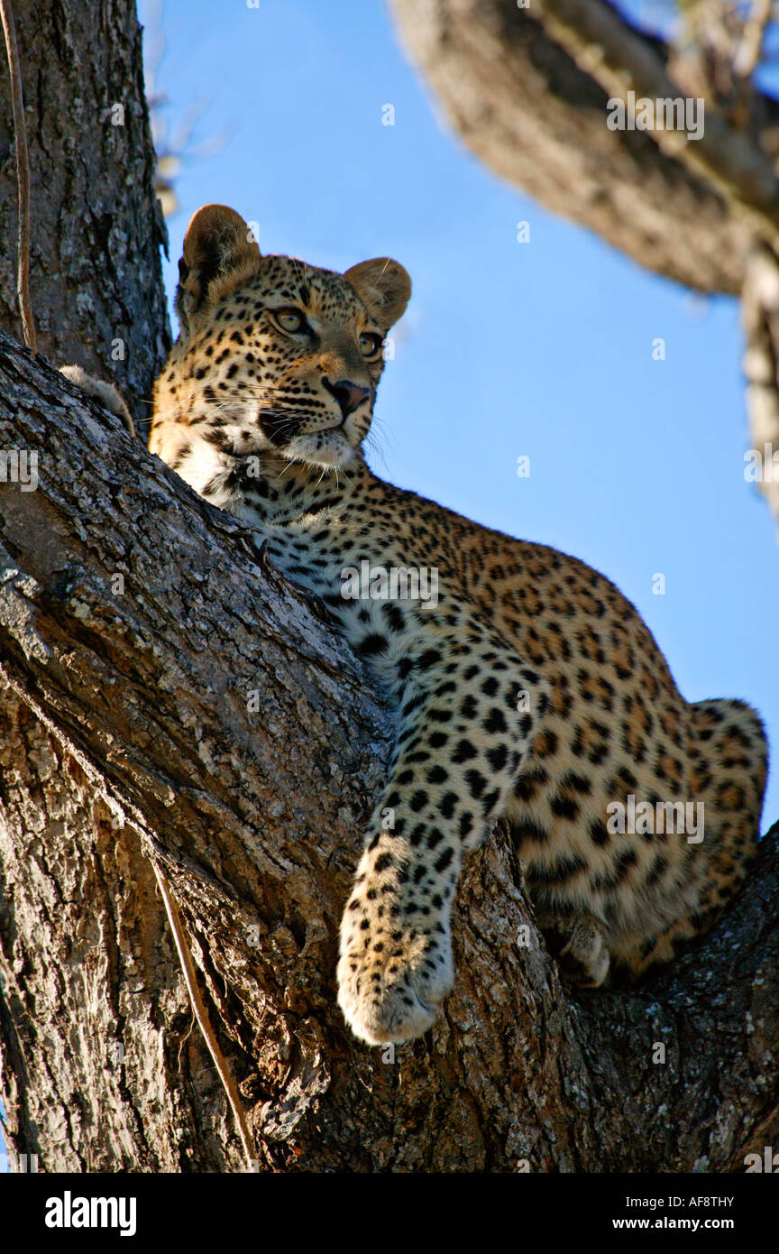 Leopard (Panthera pardus) resting in the fork of a large Acacia nigrescens tree. ; South Africa Stock Photo