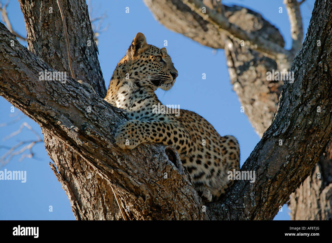Leopard (Panthera pardus) resting in the fork of a large Acacia nigrescens tree. ; South Africa Stock Photo