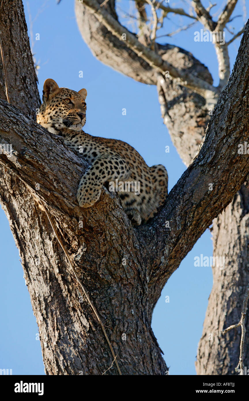 Female leopard (Panthera pardus) resting in the fork of a large Acacia nigrescens tree. ; South Africa Stock Photo
