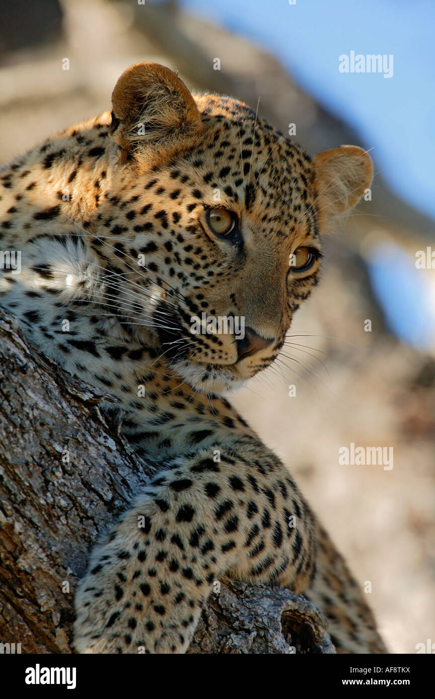 Portrait of a female leopard on a branch in a tree looking out of the corner of its eye as if peering around a corner. Stock Photo