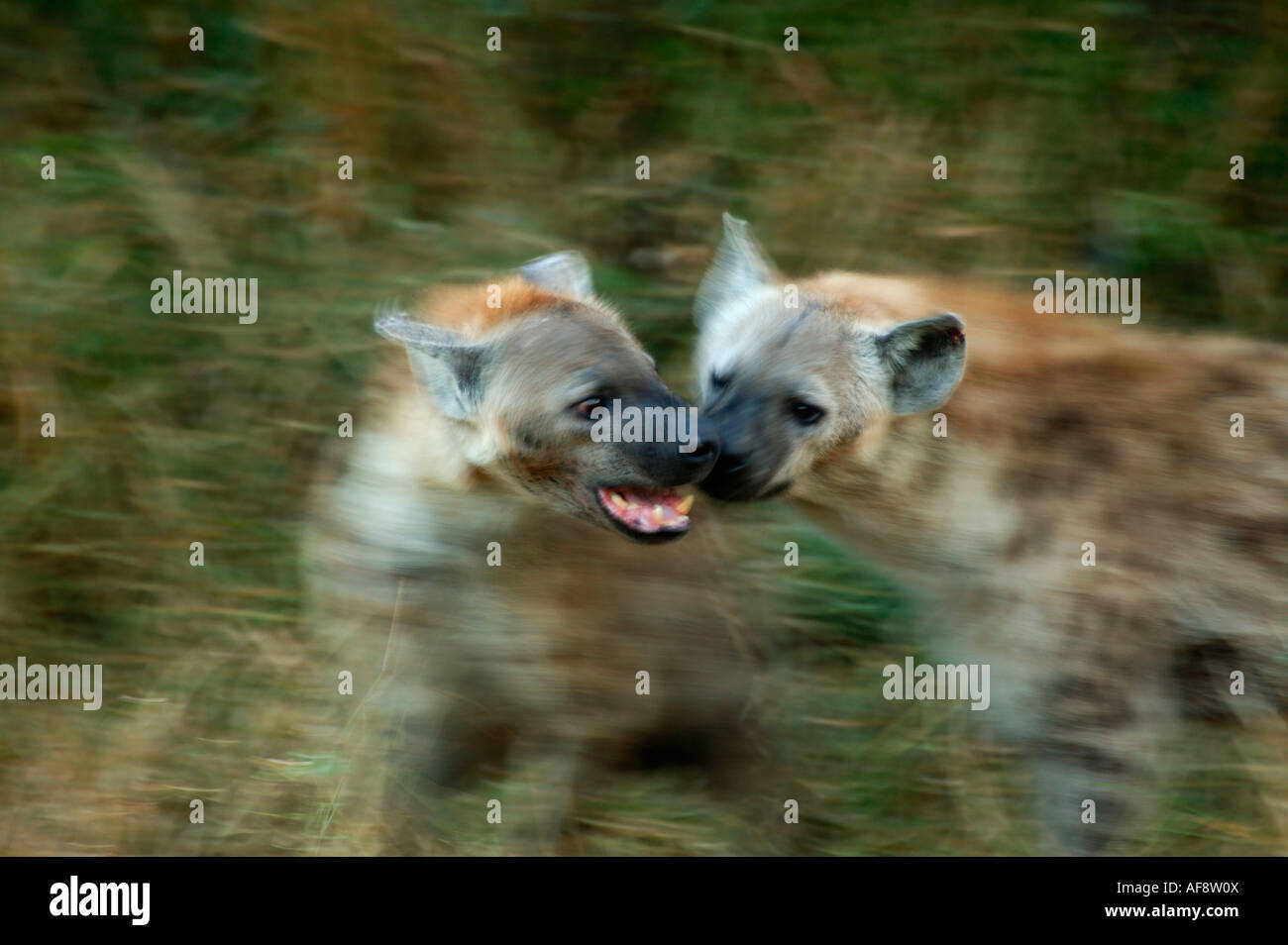 Clan members of a Spotted hyaena pack interact with one another Stock Photo