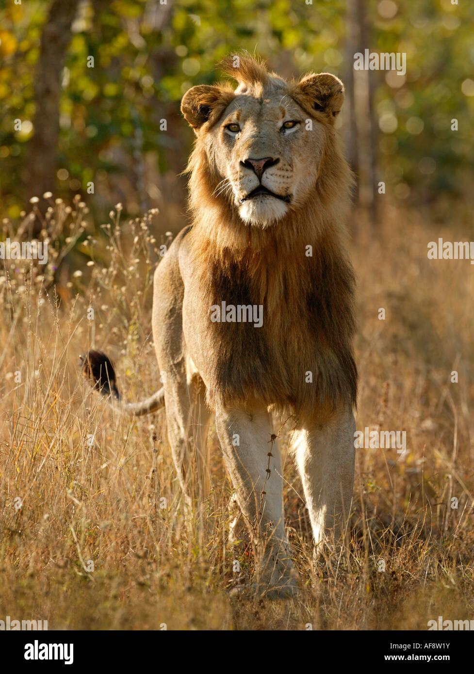 Portrait of a male lion looking intently forward and tail flicked to the side in agitation Stock Photo
