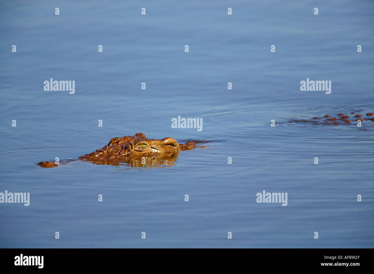 Nile Crocodile partially submerged Stock Photo