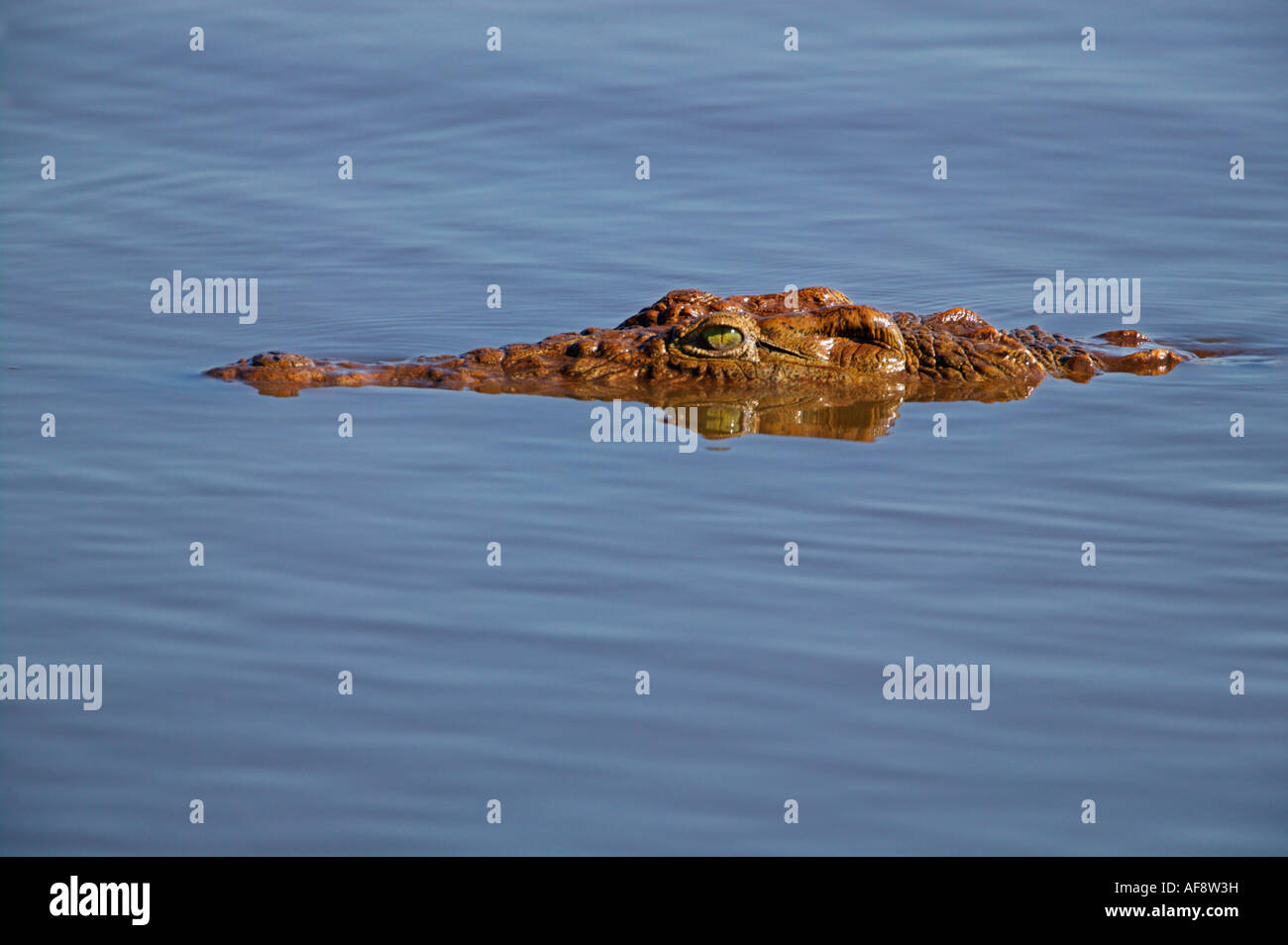 Nile Crocodile partially submerged Stock Photo