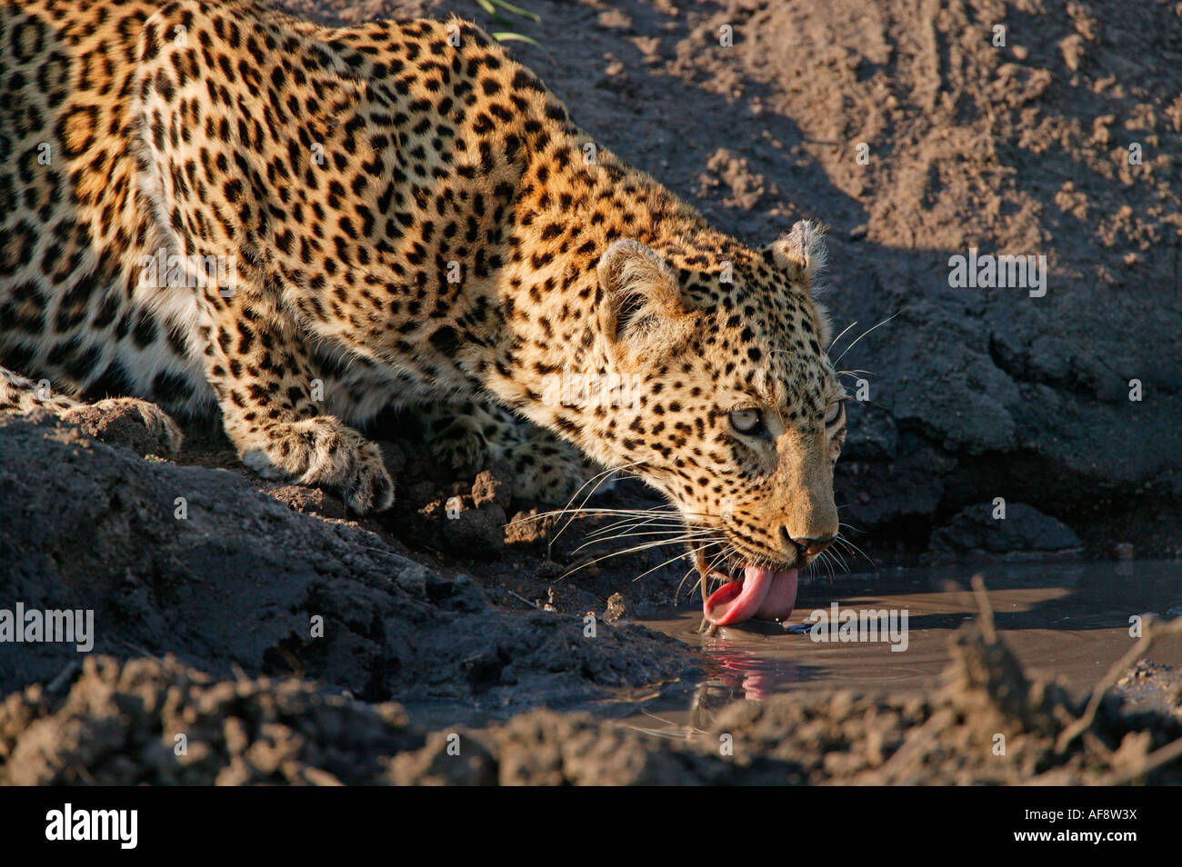 Female leopard drinking form a muddy waterhole Stock Photo