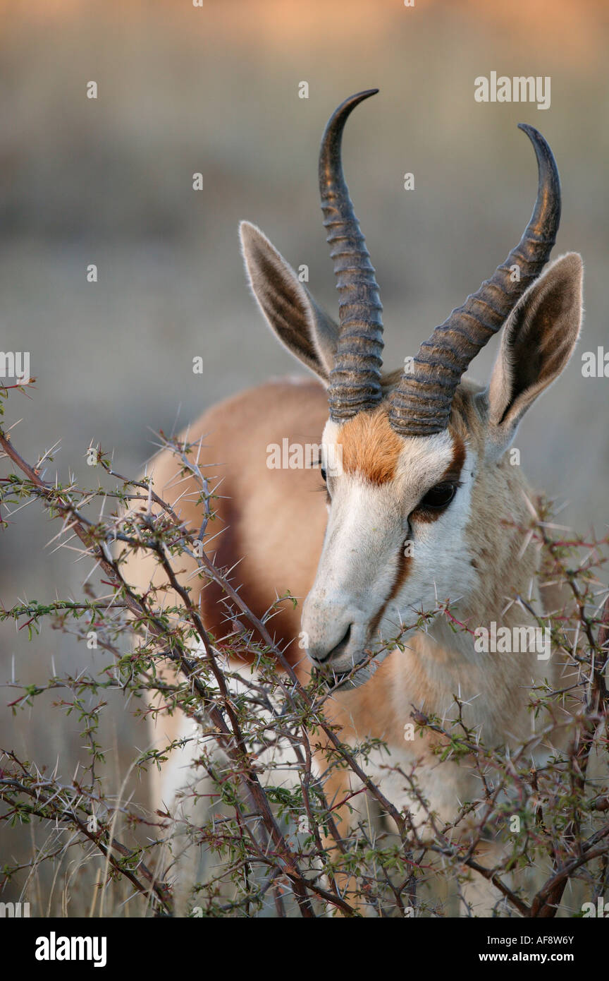 Springbok ram browsing on an Acacia bush Stock Photo