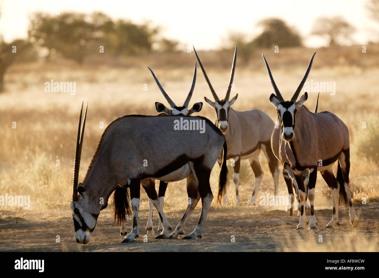 African Oryx Group Hi res Stock Photography And Images Alamy
