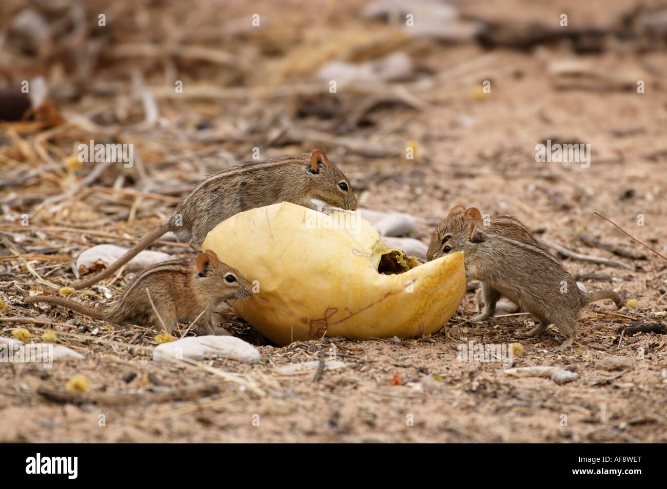 Striped field mouse feeding on a Tsama melon Stock Photo Alamy