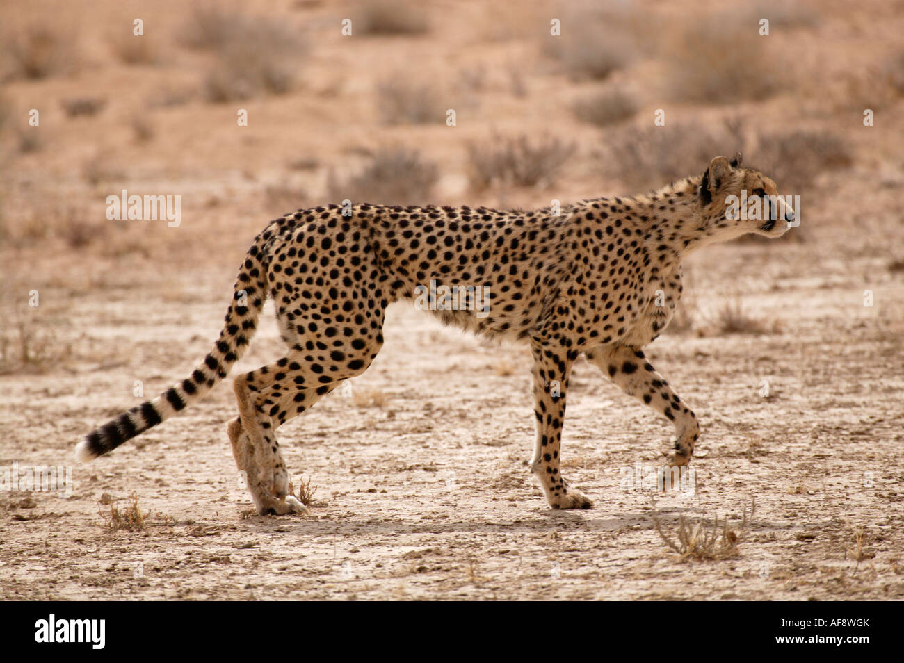 Cheetah closing in on prey Stock Photo