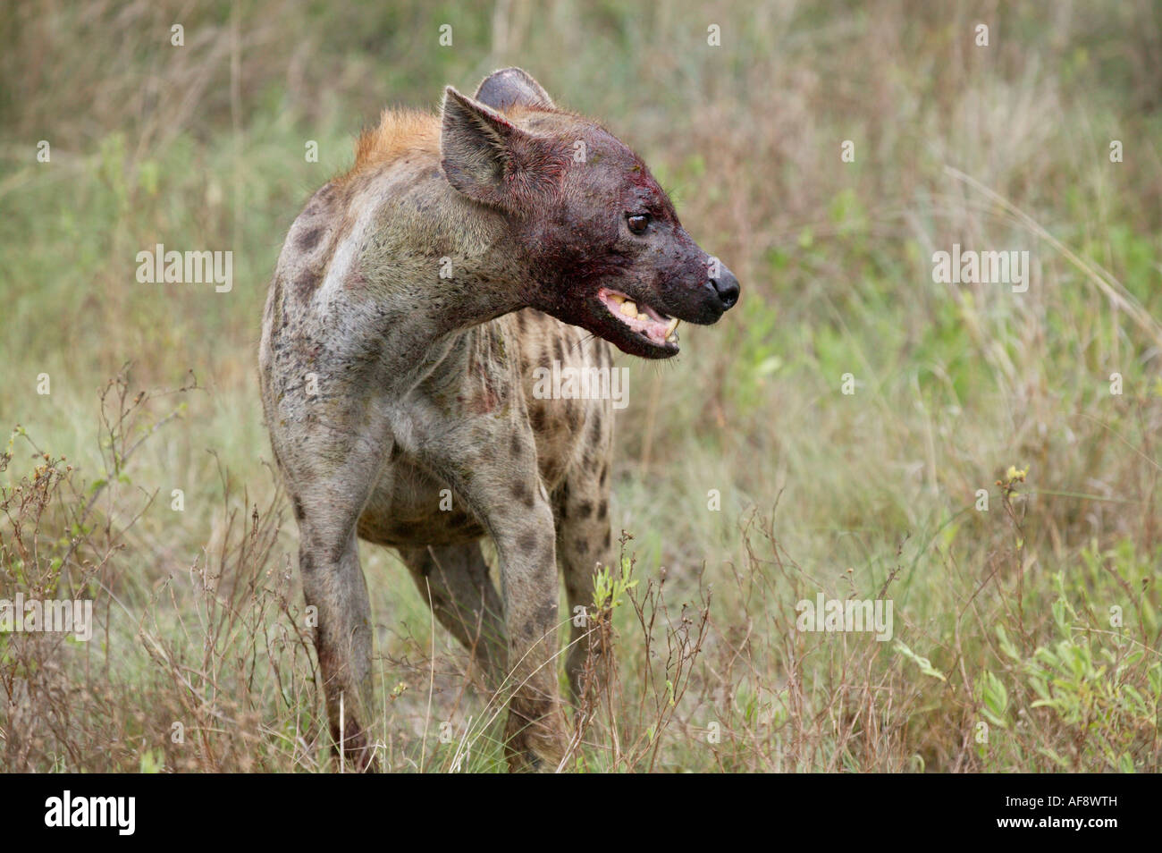 Spotted hyaena with a bloodied face Stock Photo