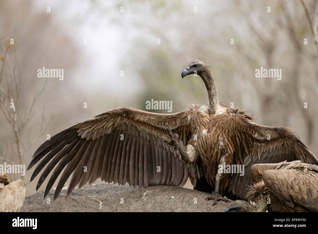 Whitebacked  vulture dominance display walking aggressively towards another with its wings outstretched and foot raised Stock Photo