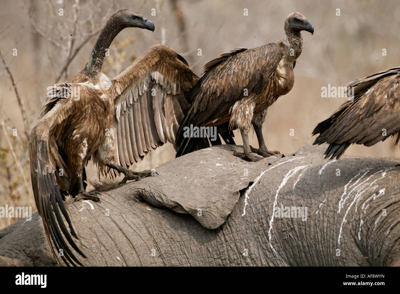 Whitebacked  vulture dominance display walking aggressively towards another with its wings outstretched Stock Photo