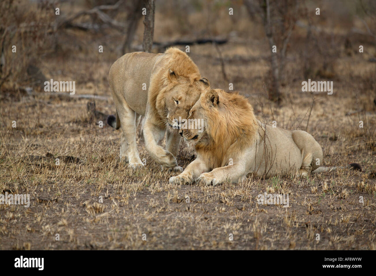 Two blonde-maned male lion greeting Stock Photo