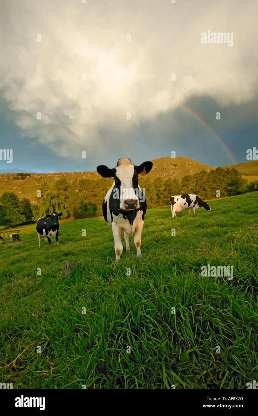 Friesland cows graze in a dairy pasture against a backdrop of a rainbow in the Drakensberg Stock Photo