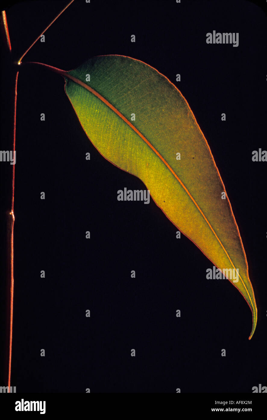 Abstract view of a Eucalyptus grandis leaf against black background Stock Photo