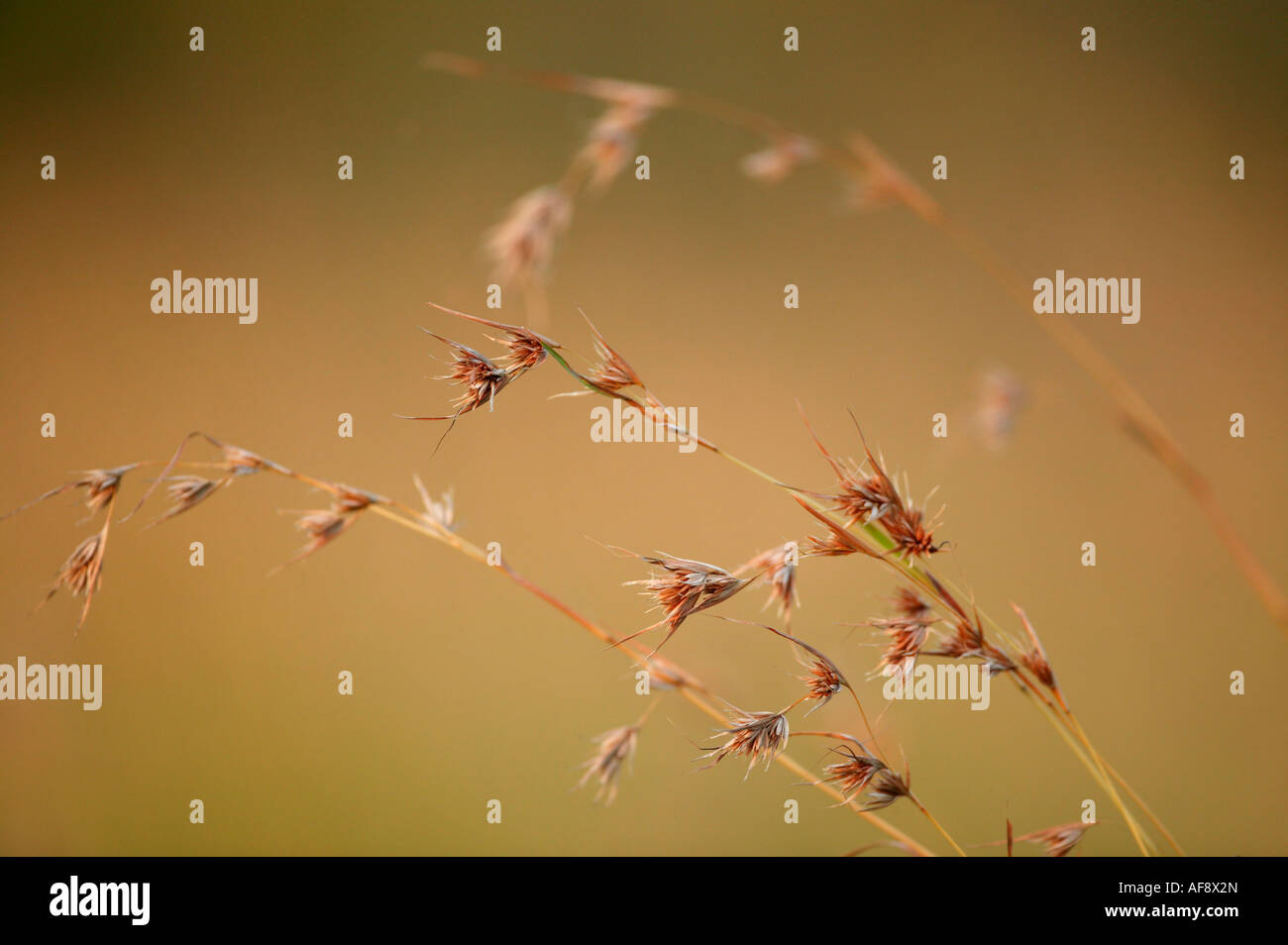 Themeda triandra a common South African savanna grass species Stock