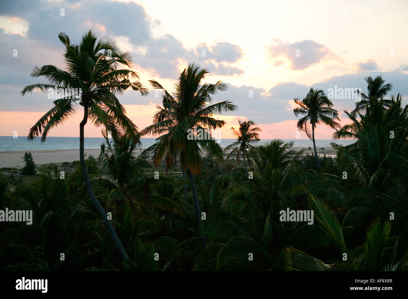 Beach coastline with palm trees hi-res stock photography and images - Alamy