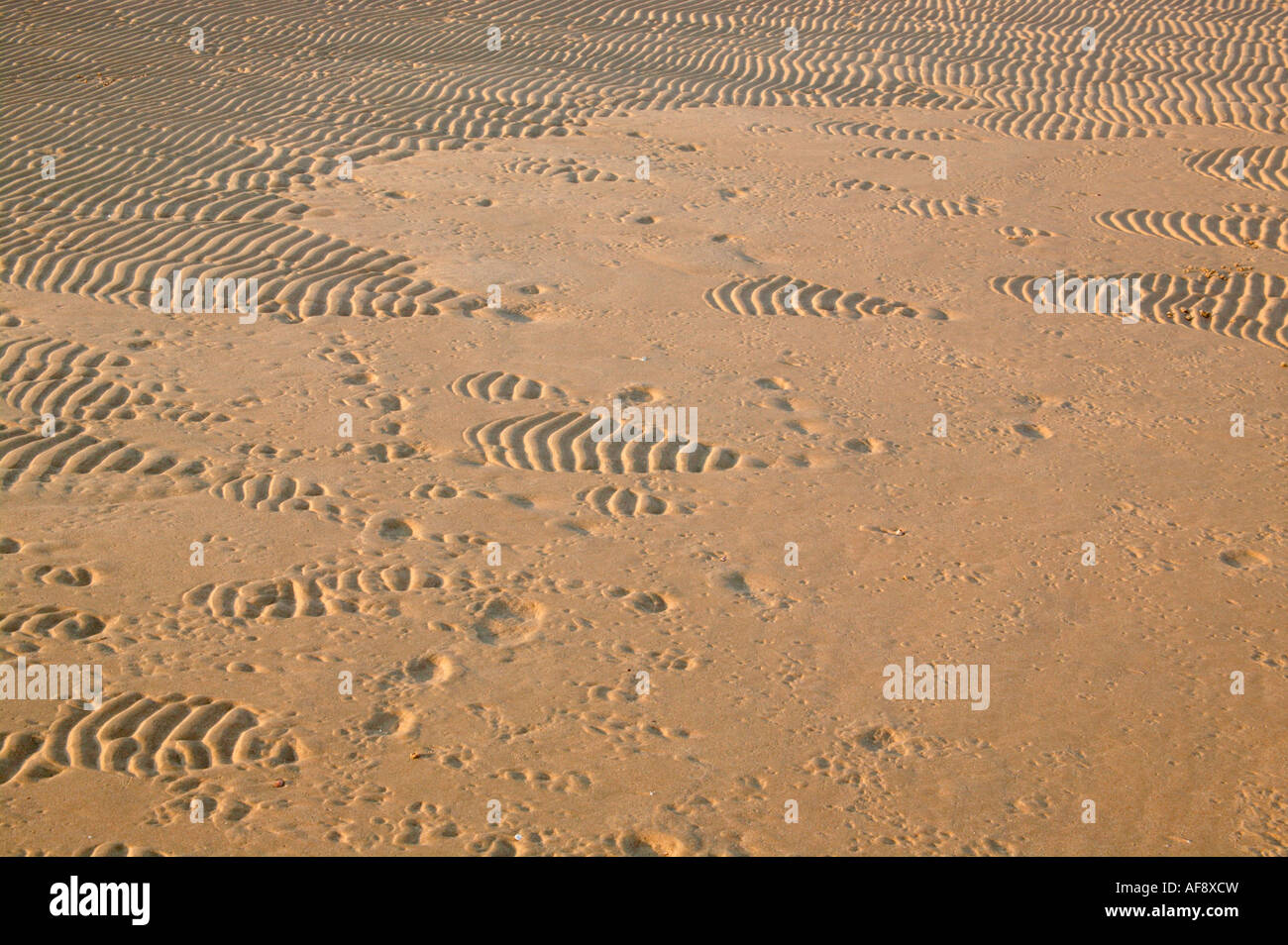 Wet beach sand with sand ripples Stock Photo