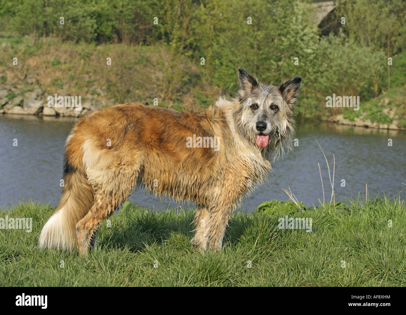 half breed dog (Irish Wolfhound - Collie) - standing on meadow Stock Photo  - Alamy, image size:1300x1009