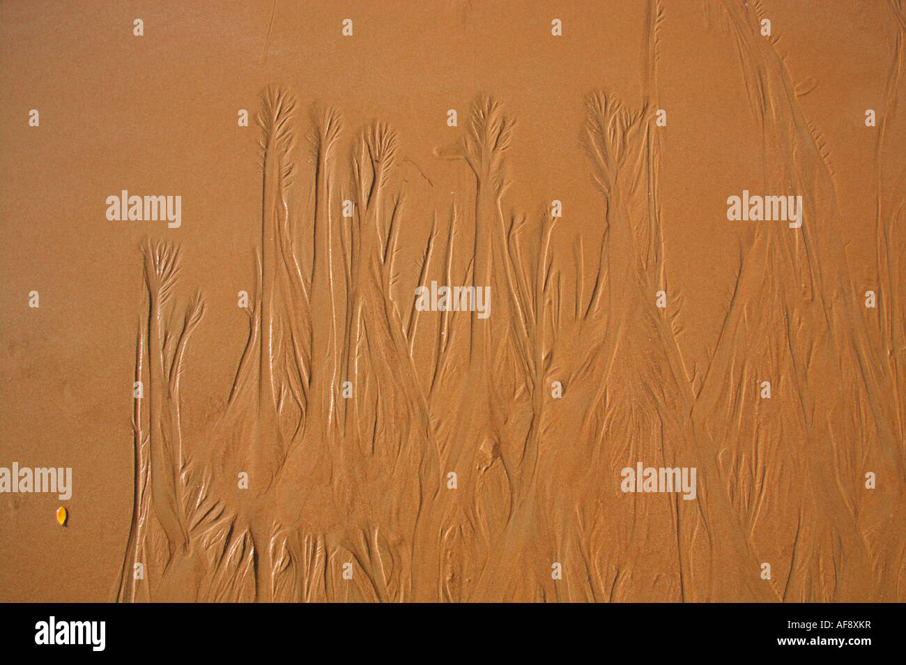 Beach sand eroded by a receding tide leaving a pattern resembling a forest of baobab trees Stock Photo