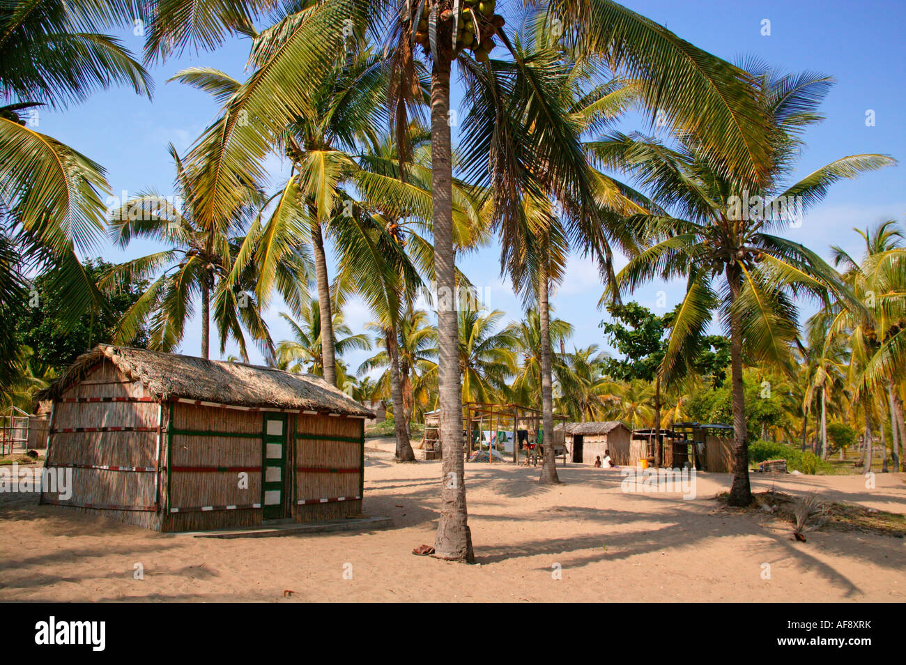 Palms and palm trees hi-res stock photography and images - Alamy