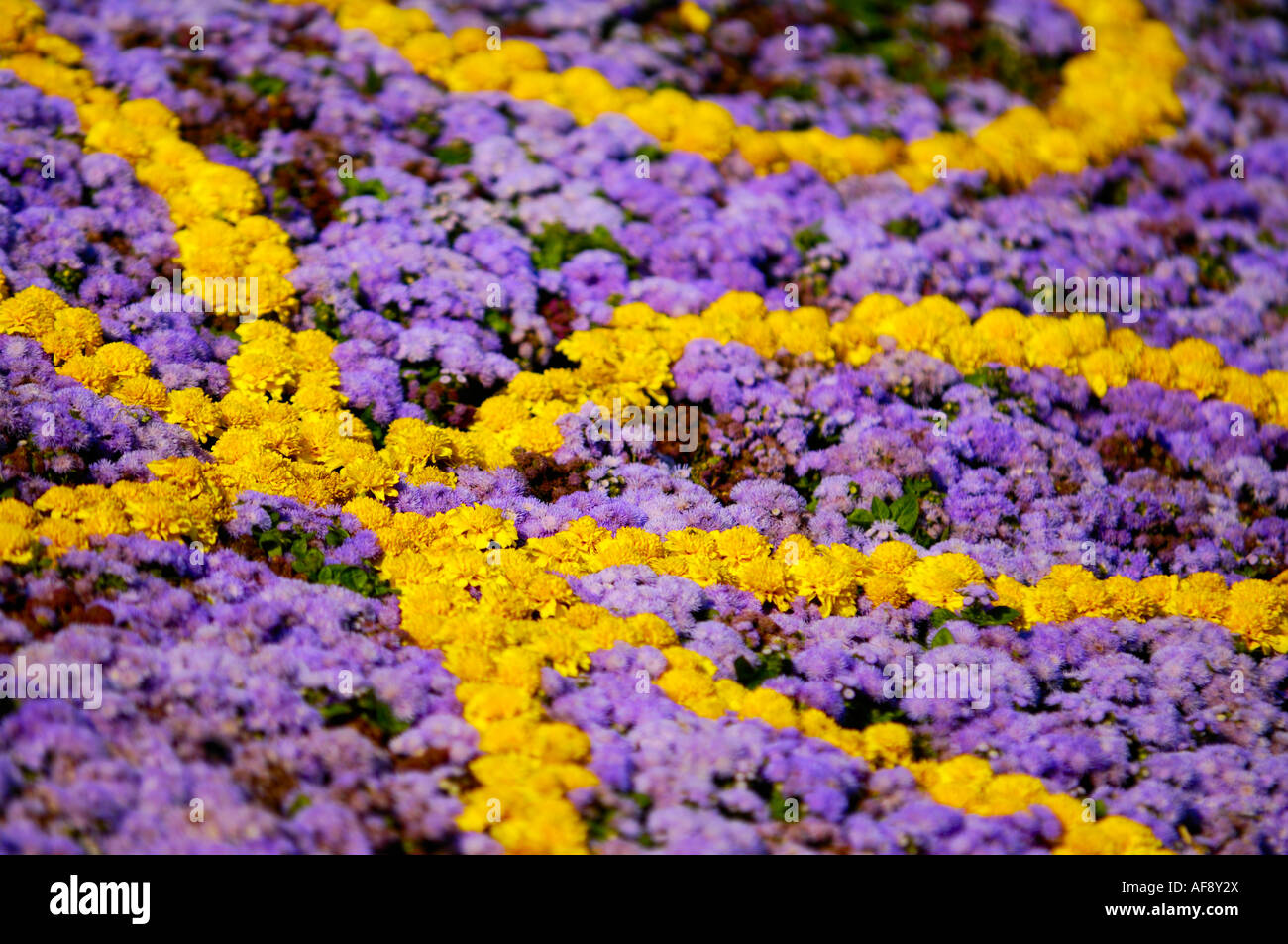 Pattern Yellow Violet Violet yellow pattern made from flowers Stock Photo - Alamy
