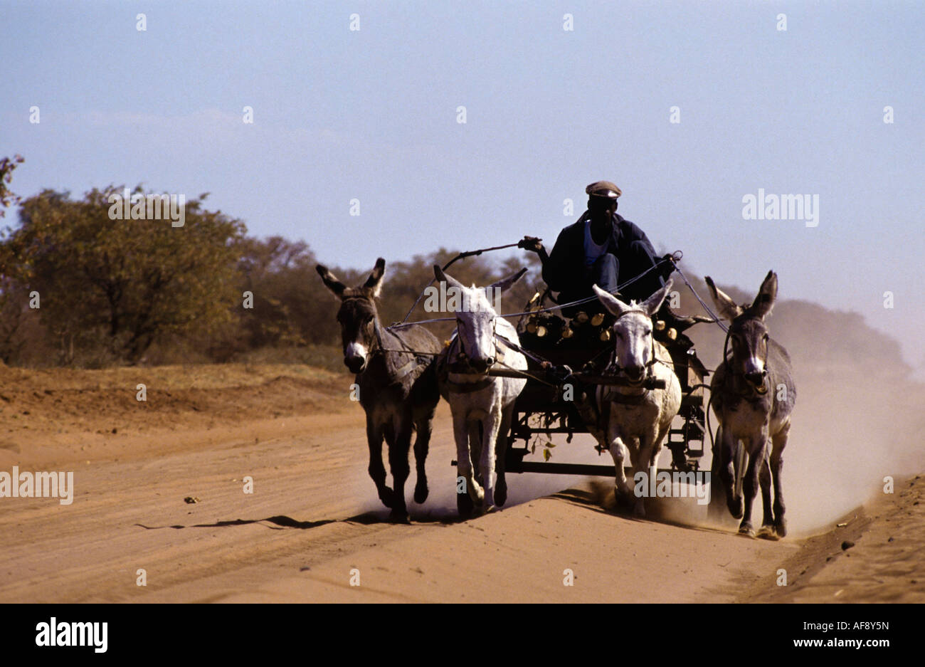 A man travels on a donkey cart pulled by four donkeys along a dusty