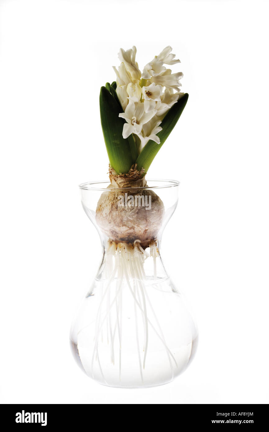 White Hyacinthus in vase of flowers Stock Photo