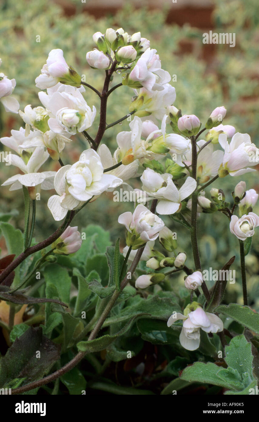 Arabis alpina subsp caucasica Flore Pleno Stock Photo