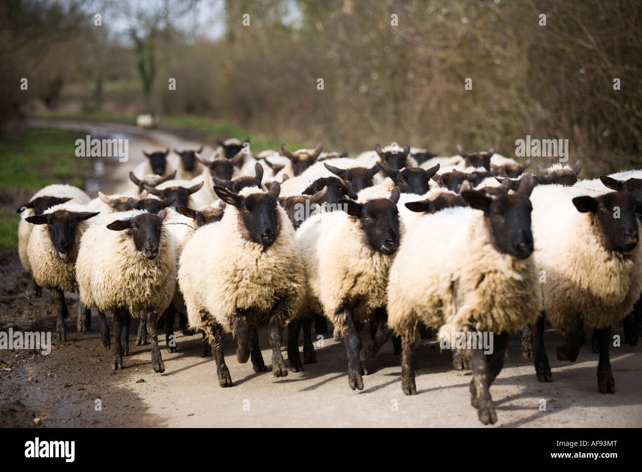 A flock of black-faced sheep running down a country road in the Cotswolds, Oxfordshire, UK Stock Photo