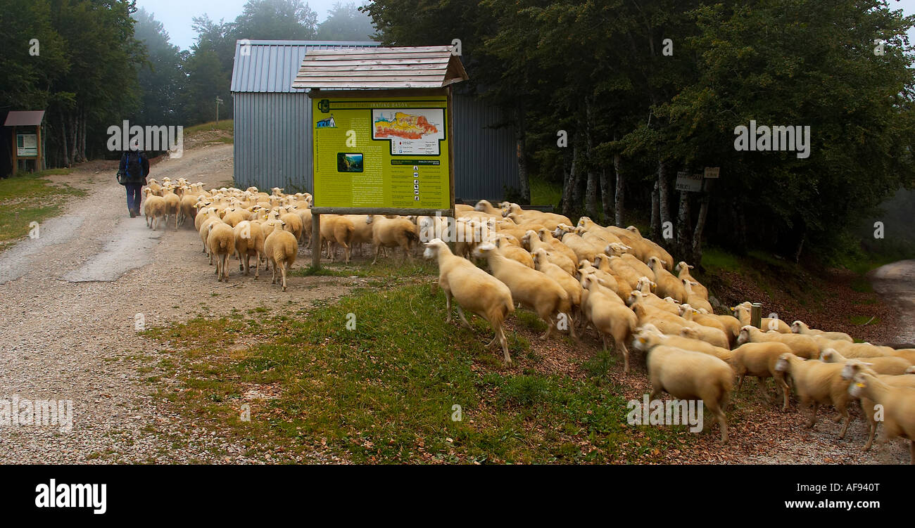Rebaño de ovejas y pastor, Selva de Irati, Navarra, España. Sheep herd and Shepherd, Iraty Forest, Navarre, Spain. Stock Photo