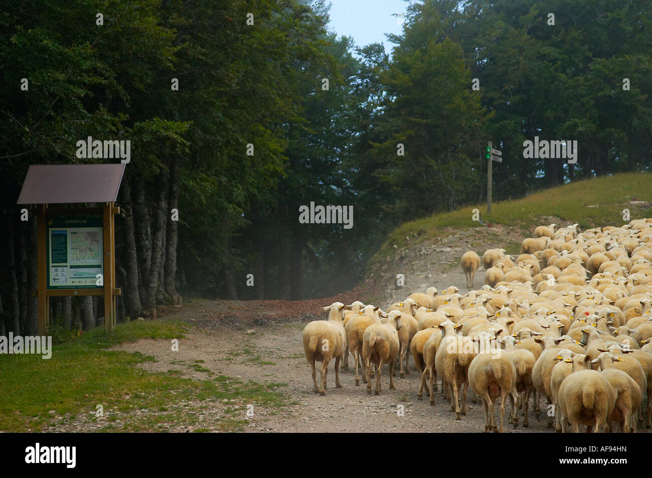 Rebaño de ovejas, Selva de Irati, Navarra, España. Sheep herd, Iraty Forest, Navarre, Spain. Stock Photo