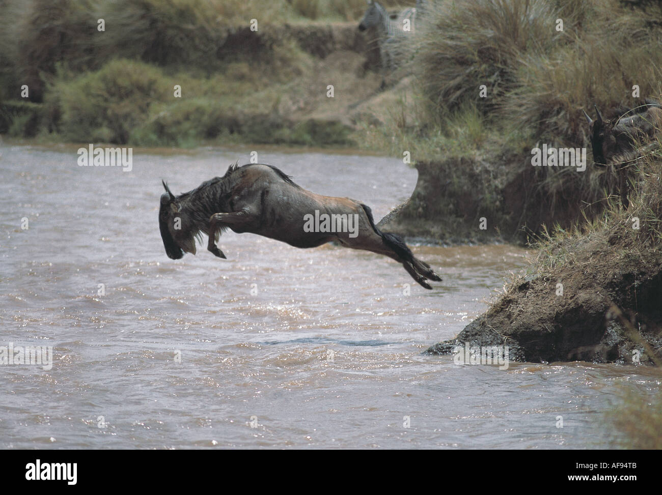 Gazelle jump river hi-res stock photography and images - Alamy