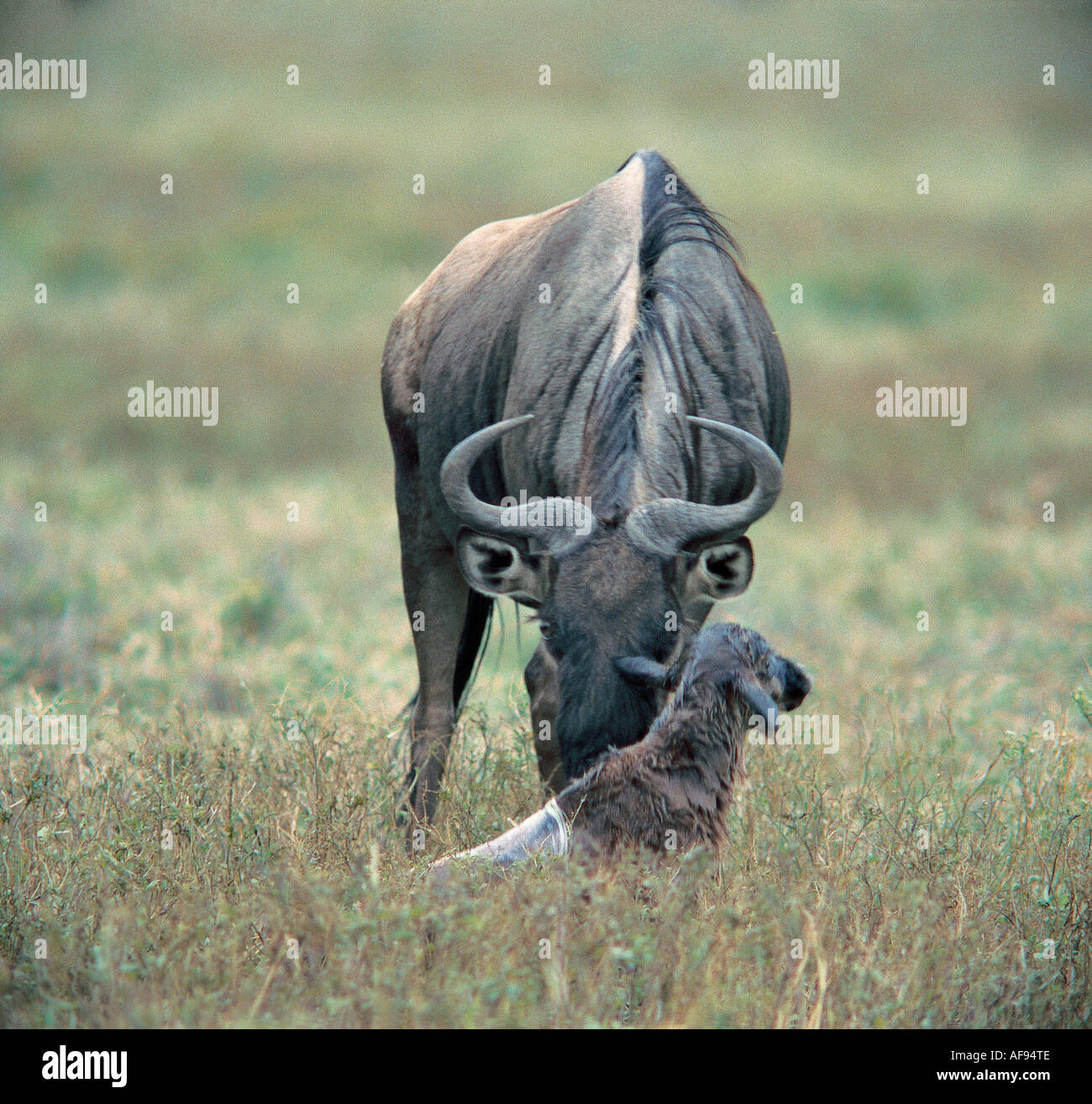 A female wildebeest with her new born calf Serengeti National Park Tanzania East Africa Stock Photo