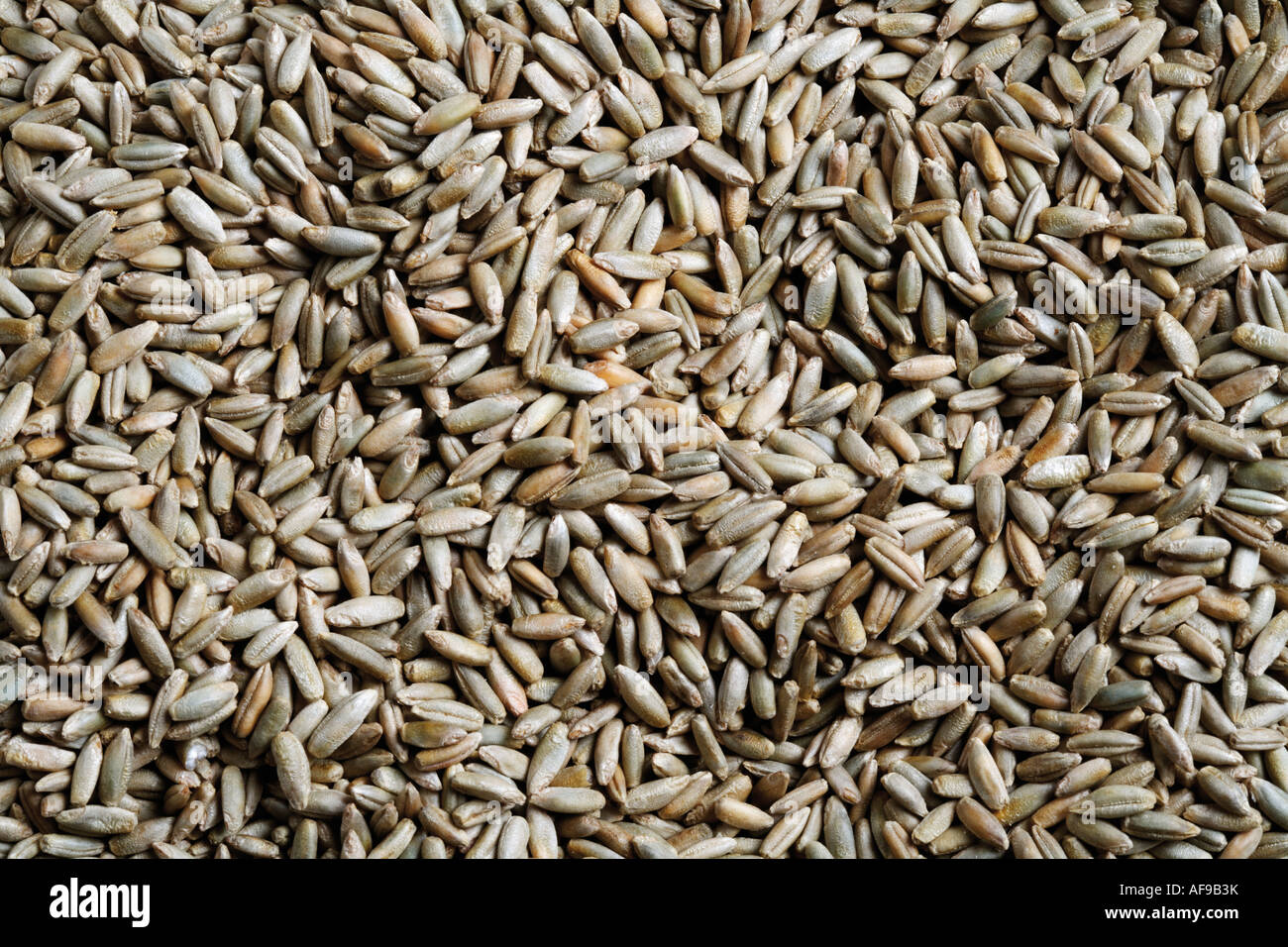 Rye photo hi-res stock photography and images - Alamy
