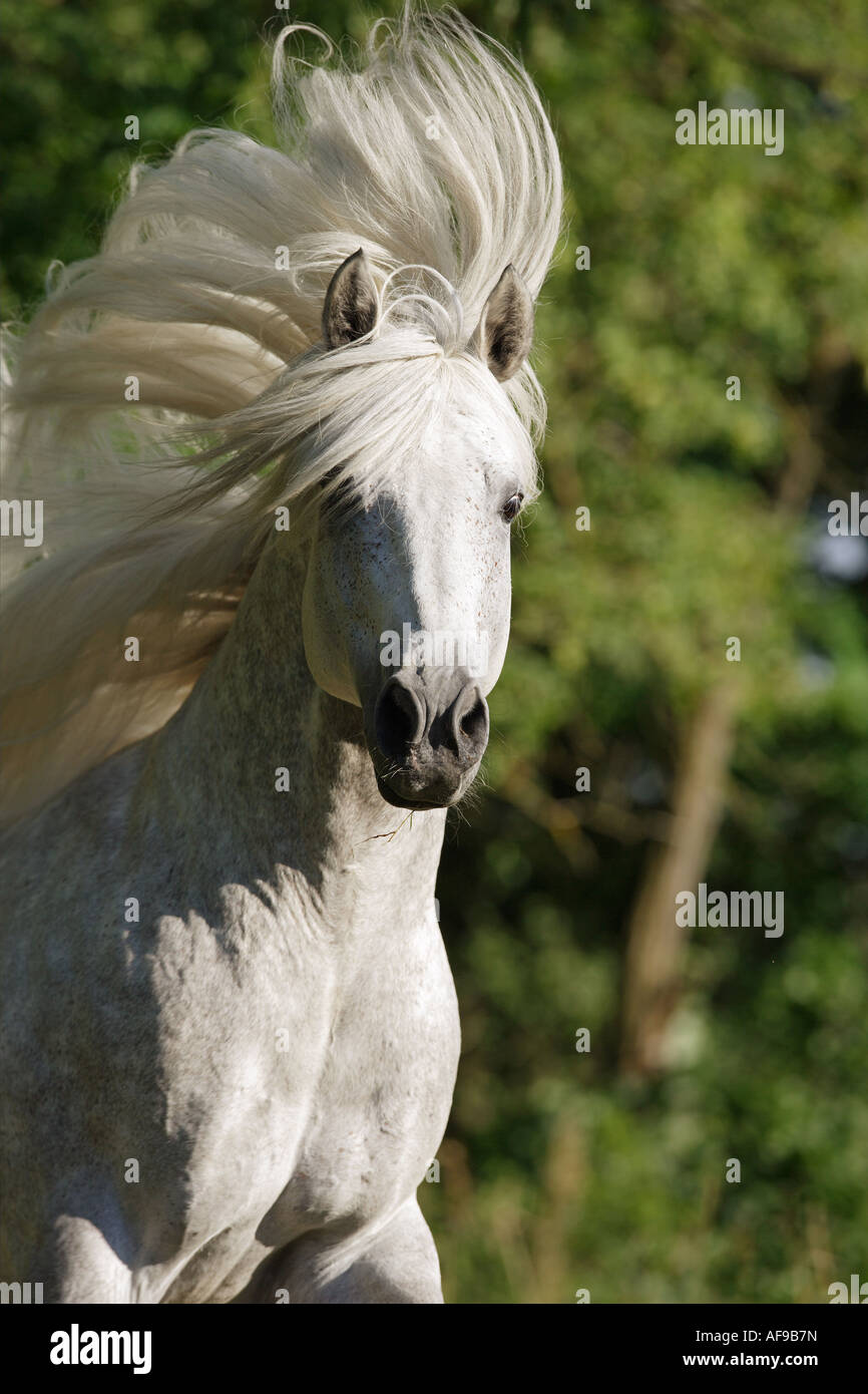 Andalusian horse - portrait Stock Photo