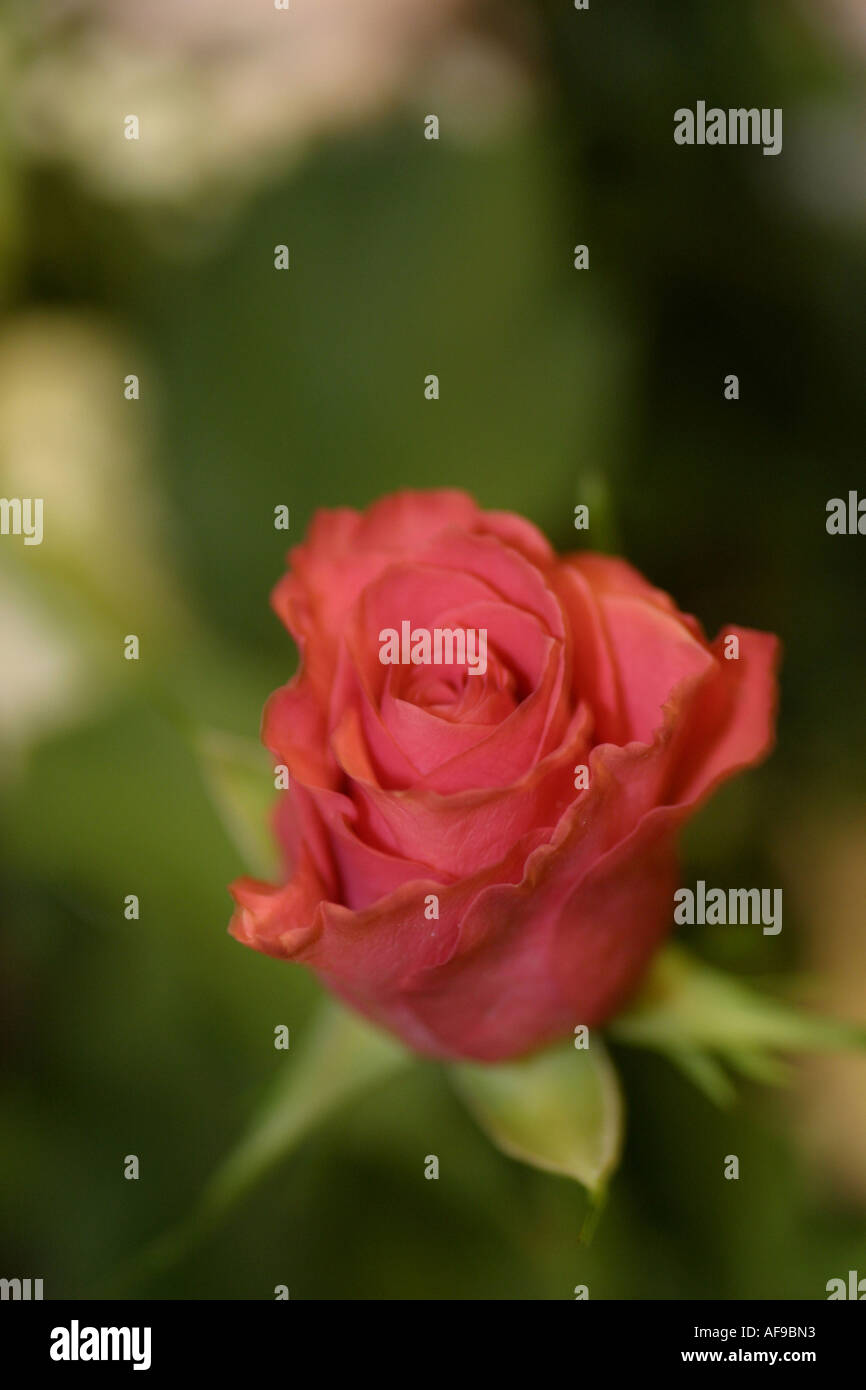 A Stock Photograph of a Red Rose Stock Photo - Alamy