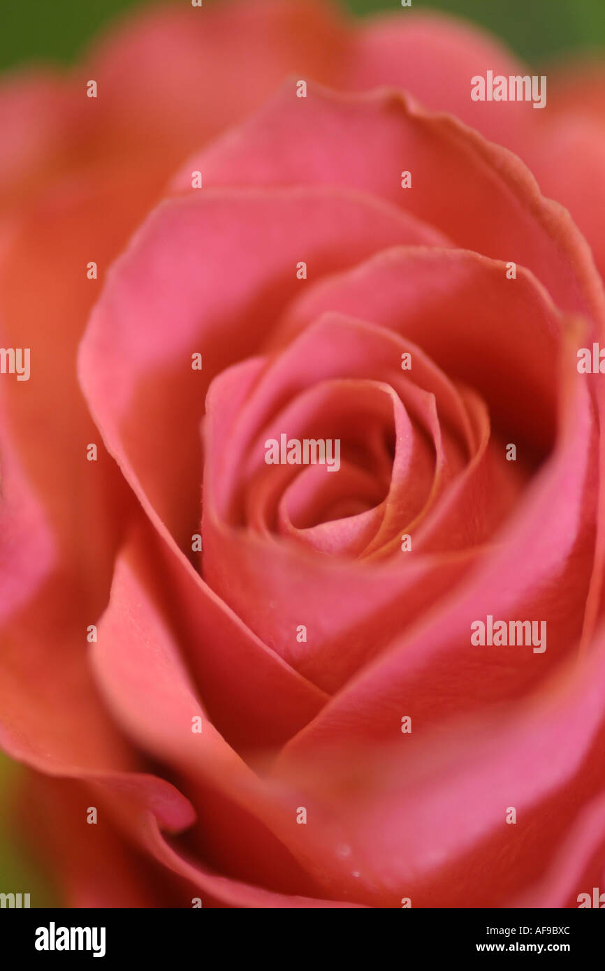 A Stock Photograph of a Red Rose Stock Photo - Alamy