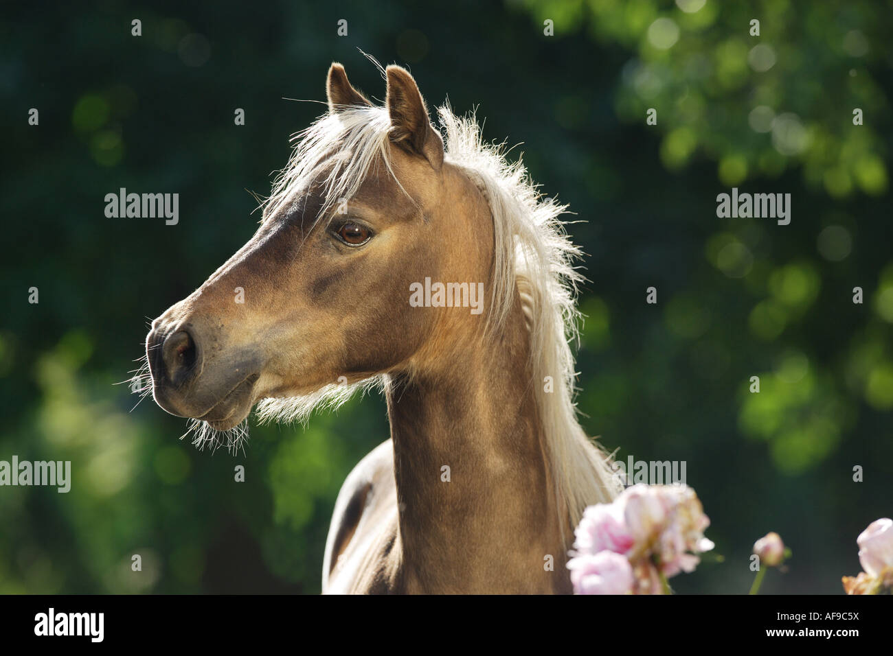 American Shetland pony - portrait Stock Photo
